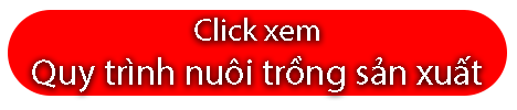 quy trinh nuoi trong san xuat tui loc goi dau bo ket viet